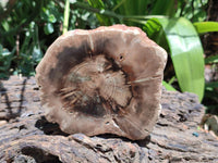Polished On One Side Dadoxylon Petrified Wood Slices x 6 From Gokwe, Zimbabwe