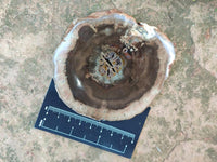 Polished On One Side Dadoxylon Petrified Wood Slices x 6 From Gokwe, Zimbabwe