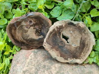 Polished On One Side Dadoxylon Petrified Wood Slices x 6 From Gokwe, Zimbabwe