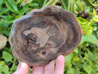 Polished On One Side Dadoxylon Petrified Wood Slices x 6 From Gokwe, Zimbabwe