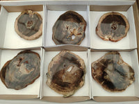 Polished On One Side Dadoxylon Petrified Wood Slices x 6 From Gokwe, Zimbabwe
