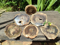 Polished On One Side Dadoxylon Petrified Wood Slices x 6 From Gokwe, Zimbabwe