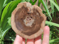 Polished On One Side Dadoxylon Petrified Wood Slices x 6 From Gokwe, Zimbabwe