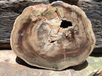 Polished On One Side Dadoxylon Petrified Wood Slices x 6 From Gokwe, Zimbabwe