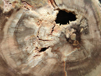 Polished On One Side Dadoxylon Petrified Wood Slices x 6 From Gokwe, Zimbabwe