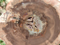 Polished On One Side Dadoxylon Petrified Wood Slices x 6 From Gokwe, Zimbabwe