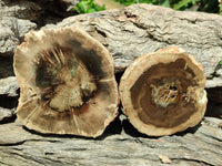 Polished On One Side Dadoxylon Petrified Wood Slices x 6 From Gokwe, Zimbabwe