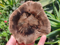 Polished On One Side Dadoxylon Petrified Wood Slices x 6 From Gokwe, Zimbabwe