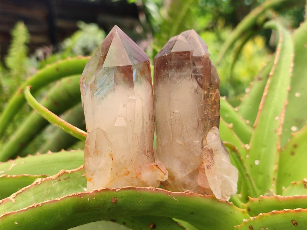 Natural Red Hematoid Quartz Crystals and Clusters x 12 From Karoi, Zimbabwe
