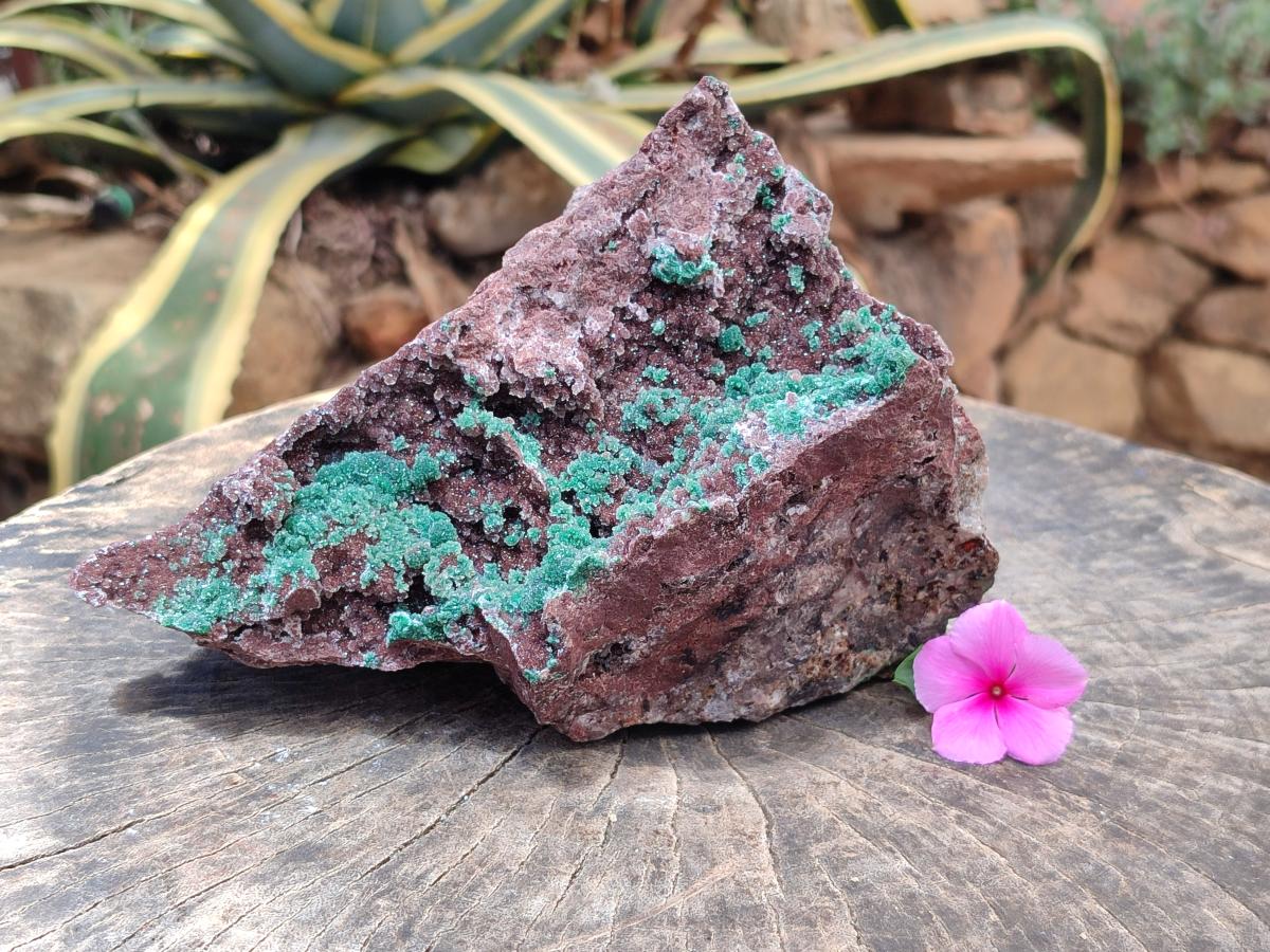 Natural Drusy Coated Ball Malachite with Drusy Quartz On Dolomite Specimen x 1 From Mindingi Mine, Kambove, Congo