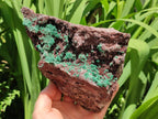 Natural Drusy Coated Ball Malachite with Drusy Quartz On Dolomite Specimen x 1 From Mindingi Mine, Kambove, Congo