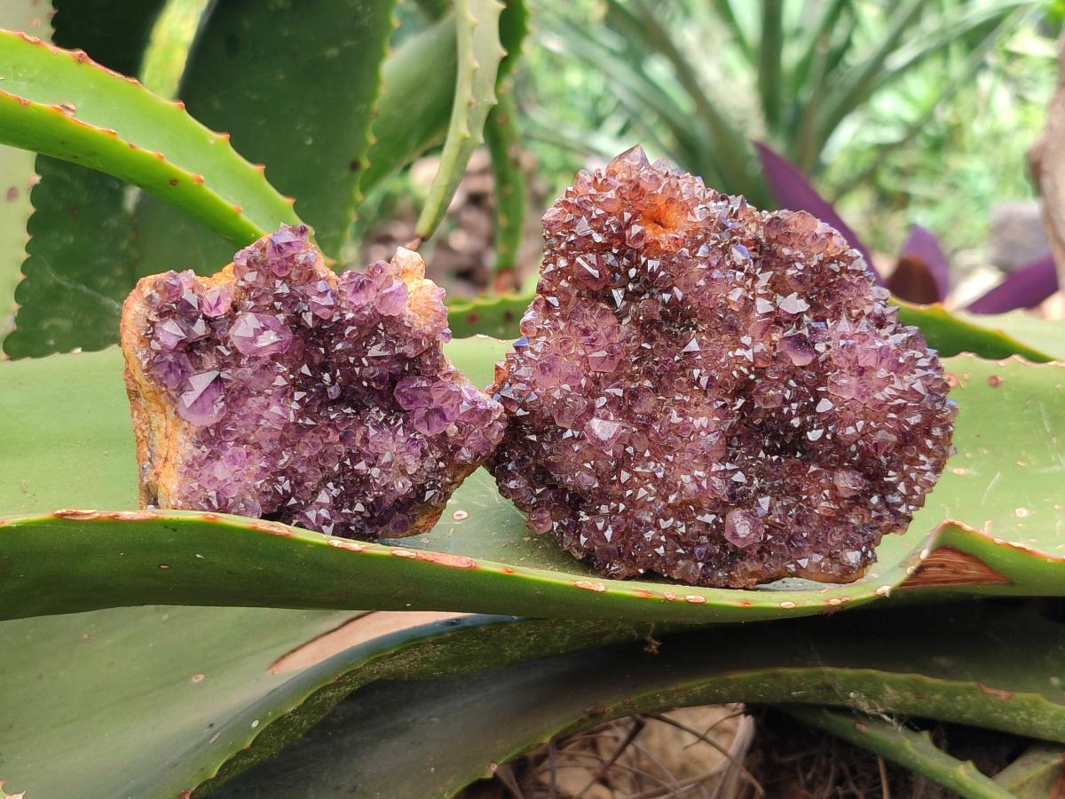 Natural Dark Purple Amethyst Spirit Quartz Clusters x 5 From Boekenhouthoek, South Africa