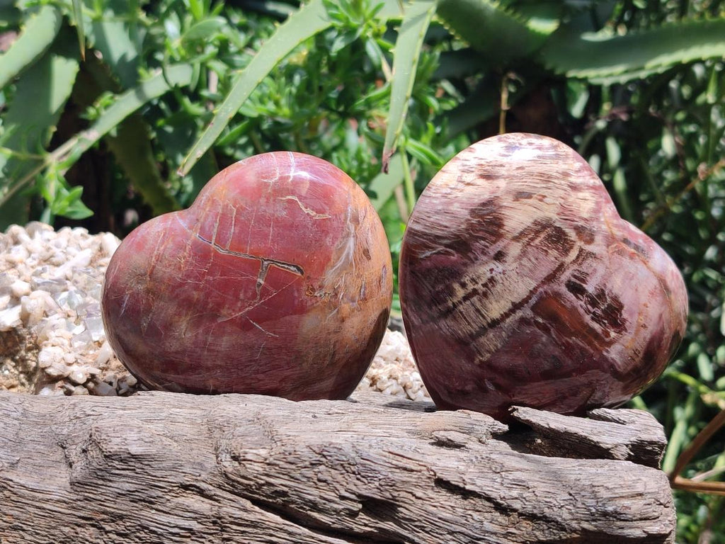 Polished Red Podocarpus Petrified Wood Hearts x 6 From Mahajanga, Madagascar
