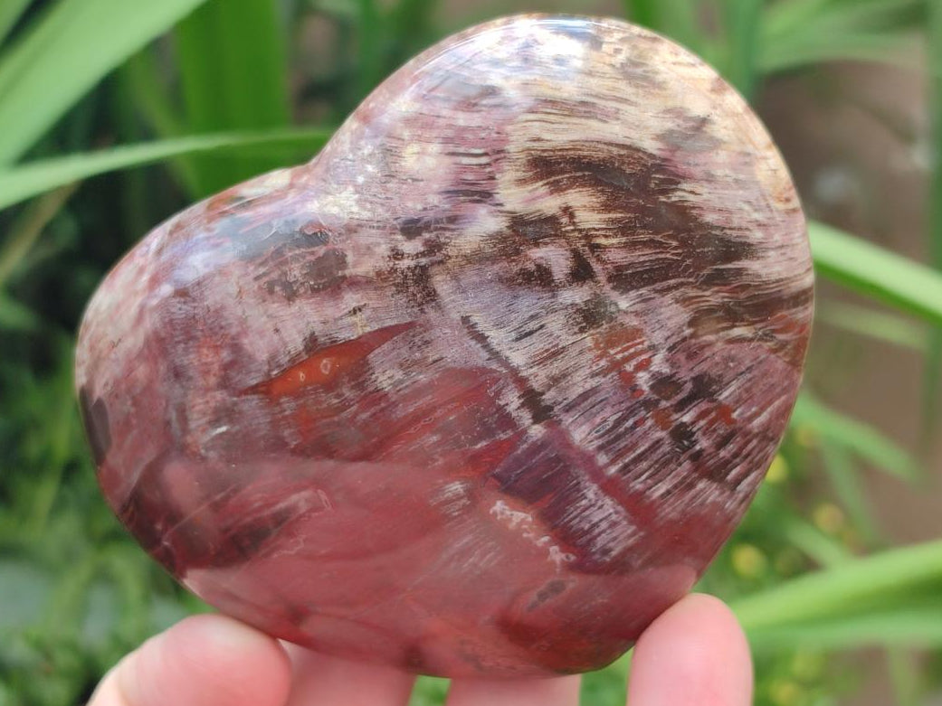 Polished Red Podocarpus Petrified Wood Hearts x 6 From Mahajanga, Madagascar