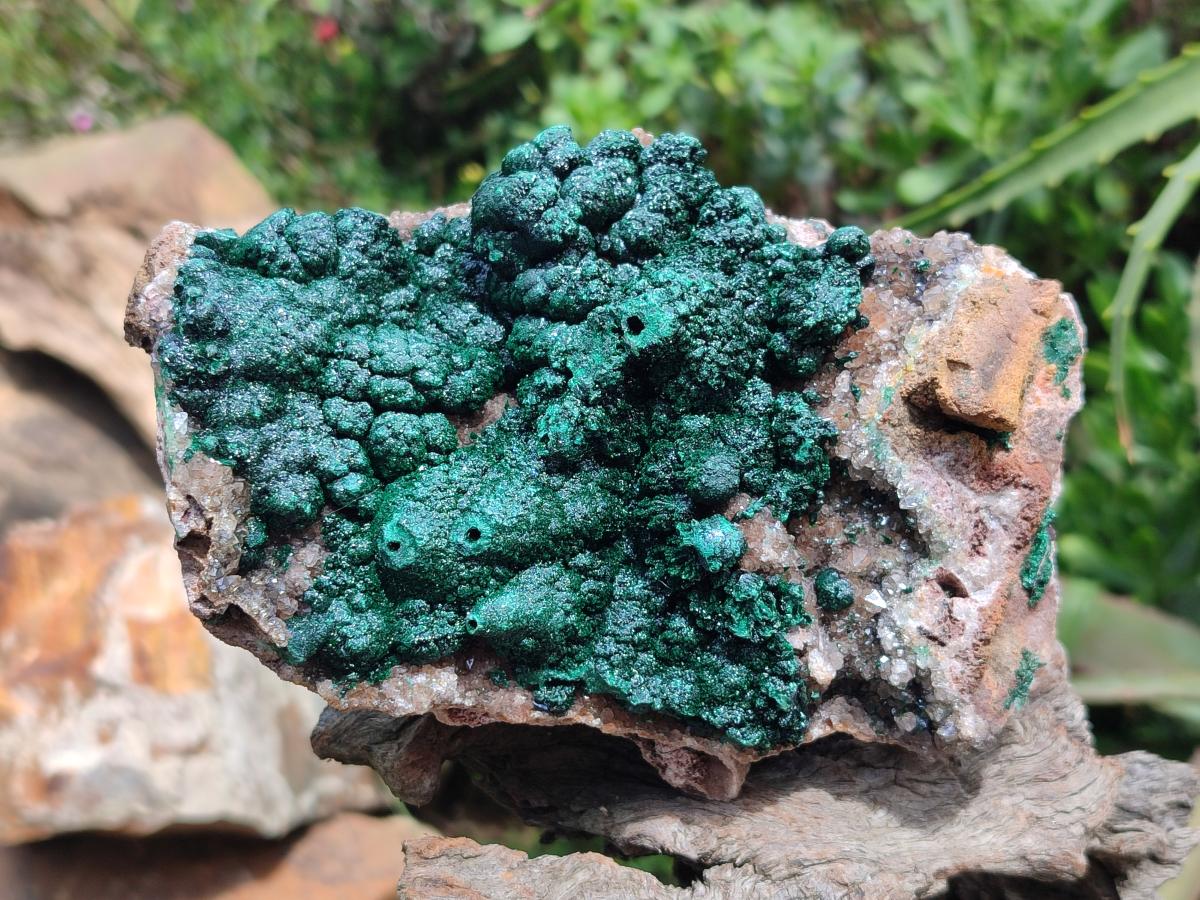 Natural Crystalline Ball Malachite with Drusy Quartz On Dolomite Specimen x 1 From Mindingi Mine, Kambove, Congo