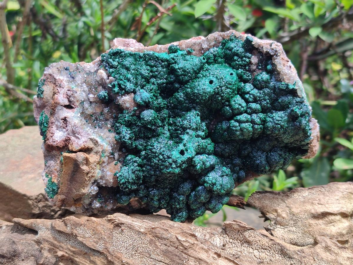 Natural Crystalline Ball Malachite with Drusy Quartz On Dolomite Specimen x 1 From Mindingi Mine, Kambove, Congo