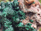 Natural Crystalline Ball Malachite with Drusy Quartz On Dolomite Specimen x 1 From Mindingi Mine, Kambove, Congo