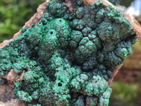 Natural Crystalline Ball Malachite with Drusy Quartz On Dolomite Specimen x 1 From Mindingi Mine, Kambove, Congo