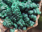 Natural Crystalline Ball Malachite with Drusy Quartz On Dolomite Specimen x 1 From Mindingi Mine, Kambove, Congo