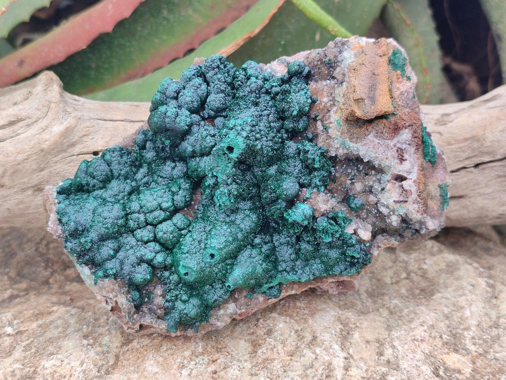 Natural Crystalline Ball Malachite with Drusy Quartz On Dolomite Specimen x 1 From Mindingi Mine, Kambove, Congo