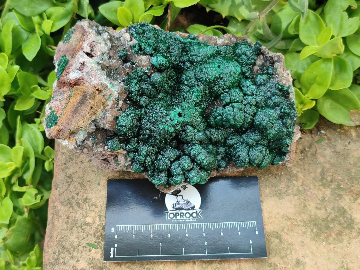 Natural Crystalline Ball Malachite with Drusy Quartz On Dolomite Specimen x 1 From Mindingi Mine, Kambove, Congo