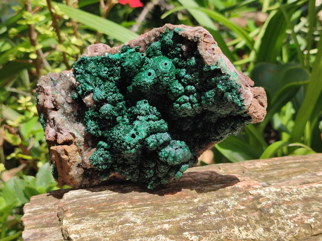 Natural Crystalline Ball Malachite with Drusy Quartz On Dolomite Specimen x 1 From Mindingi Mine, Kambove, Congo