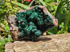 Natural Crystalline Ball Malachite with Drusy Quartz On Dolomite Specimen x 1 From Mindingi Mine, Kambove, Congo