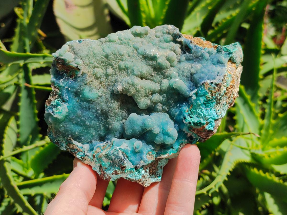 Natural Drusy Coated Chrysocolla On Dolomite Specimens x 2 From Lupoto Mine, Congo
