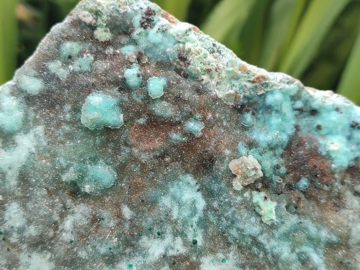 Natural Drusy Coated Chrysocolla On Dolomite Specimens x 2 From Lupoto Mine, Congo