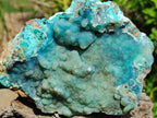 Natural Drusy Coated Chrysocolla On Dolomite Specimens x 2 From Lupoto Mine, Congo