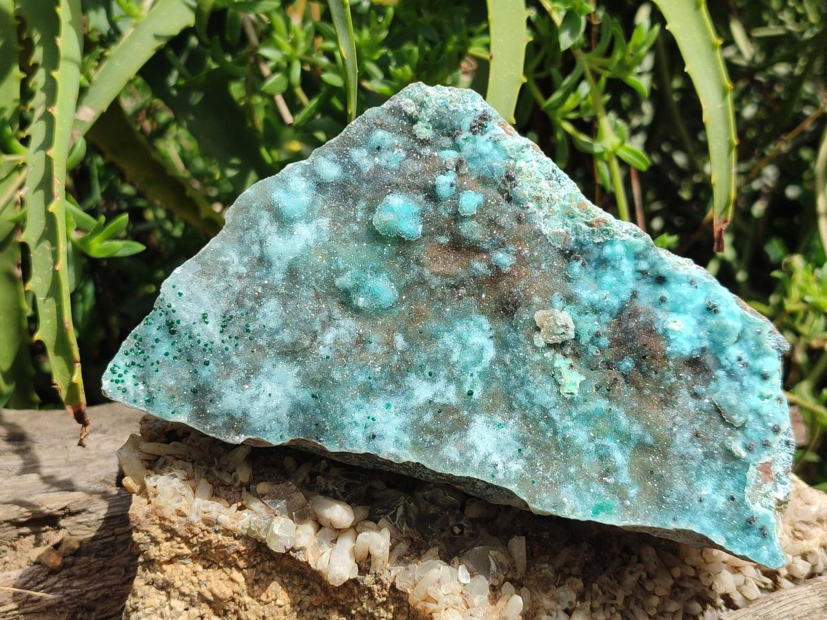 Natural Drusy Coated Chrysocolla On Dolomite Specimens x 2 From Lupoto Mine, Congo