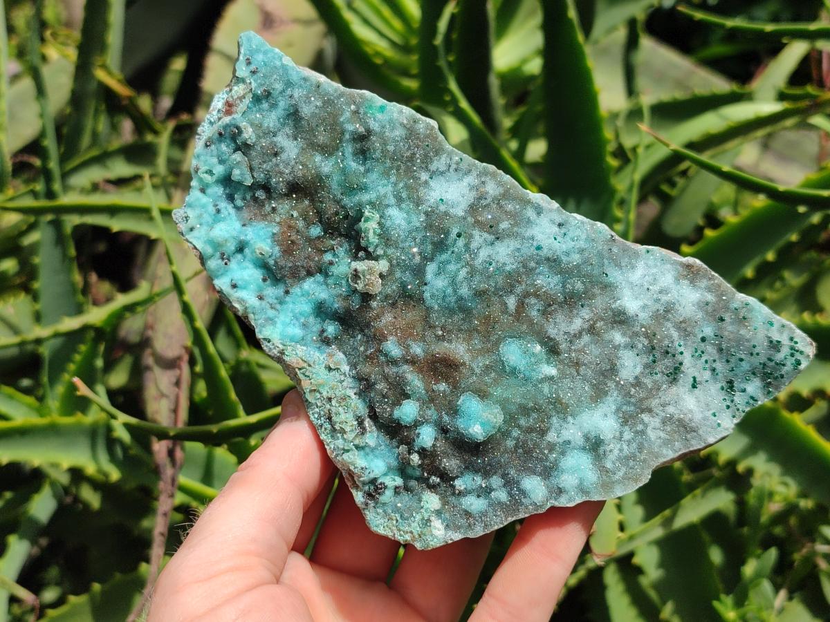 Natural Drusy Coated Chrysocolla On Dolomite Specimens x 2 From Lupoto Mine, Congo