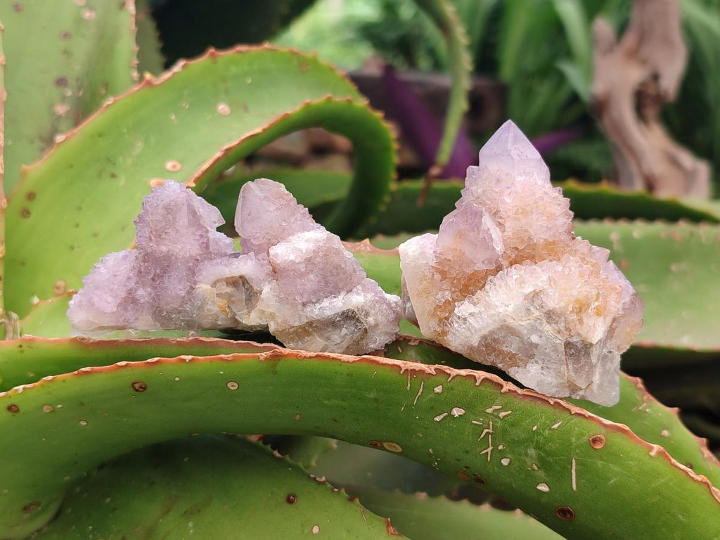 Natural Amethyst and Ametrine Spirit Crystals x 20 From Boekenhouthoek, South Africa