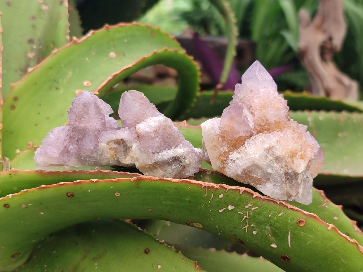 Natural Amethyst and Ametrine Spirit Crystals x 20 From Boekenhouthoek, South Africa