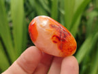 Polished Carnelian Agate Gemstone Galets x 23 From Madagascar