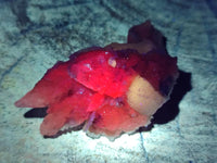 Natural Drusy Quartz Coated Calcite Pseudomorph Specimens x 12 From Albert's Mountain, Lesotho