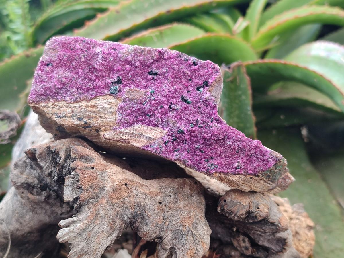 Natural Salrose Cobaltion Dolomite Specimens x 3 From Kakanda, Congo