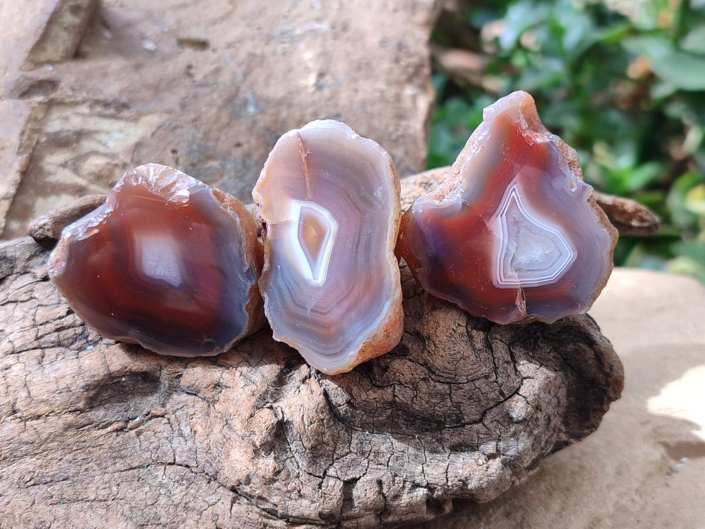 Polished On One Side Red Shashe River Agate Nodules x 70 From Shashe River, Zimbabwe