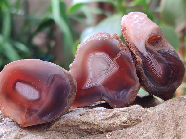 Polished On One Side Red Shashe River Agate Nodules x 70 From Shashe River, Zimbabwe