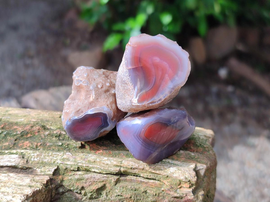 Polished On One Side Red Shashe River Agate Nodules x 70 From Shashe River, Zimbabwe