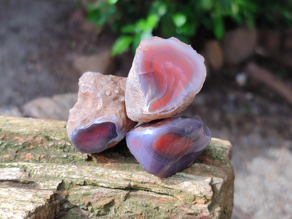 Polished On One Side Red Shashe River Agate Nodules x 70 From Shashe River, Zimbabwe