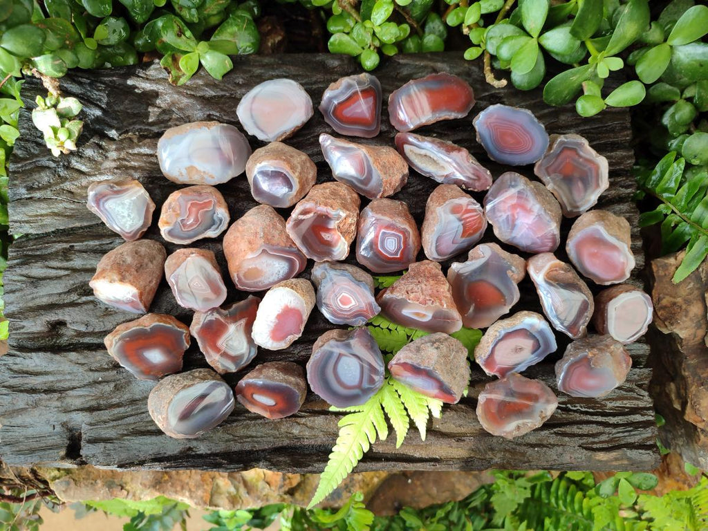 Polished On One Side Red Shashe River Agate Nodules x 70 From Shashe River, Zimbabwe