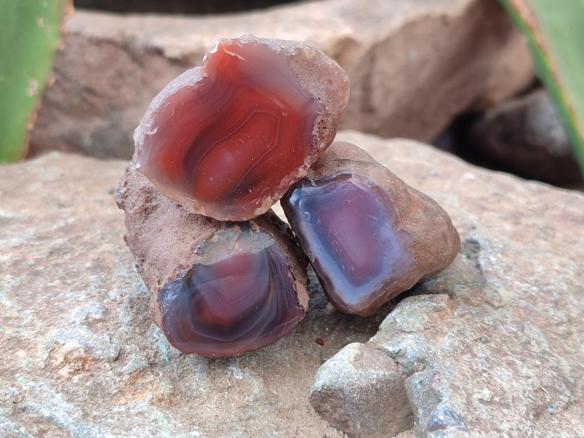 Polished On One Side Red Shashe River Agate Nodules x 70 From Shashe River, Zimbabwe