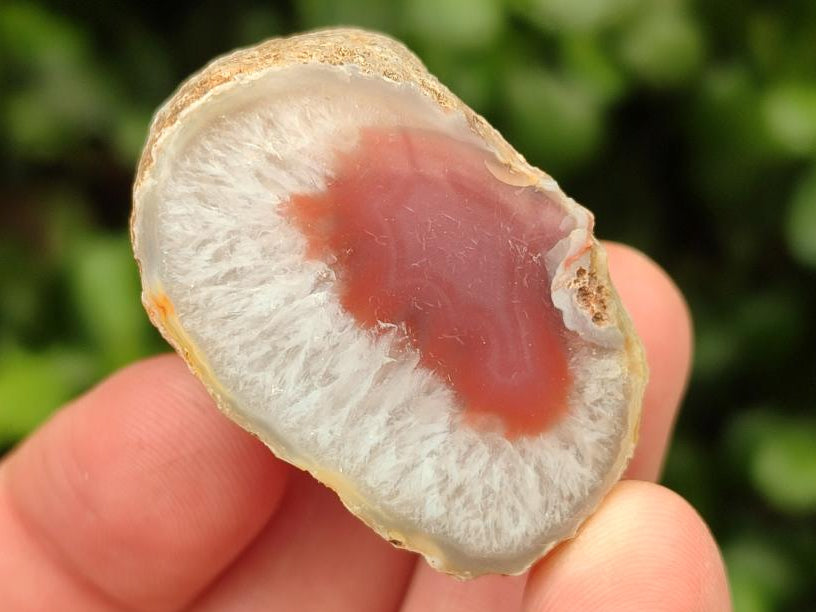 Polished On One Side Red Shashe River Agate Nodules x 70 From Shashe River, Zimbabwe