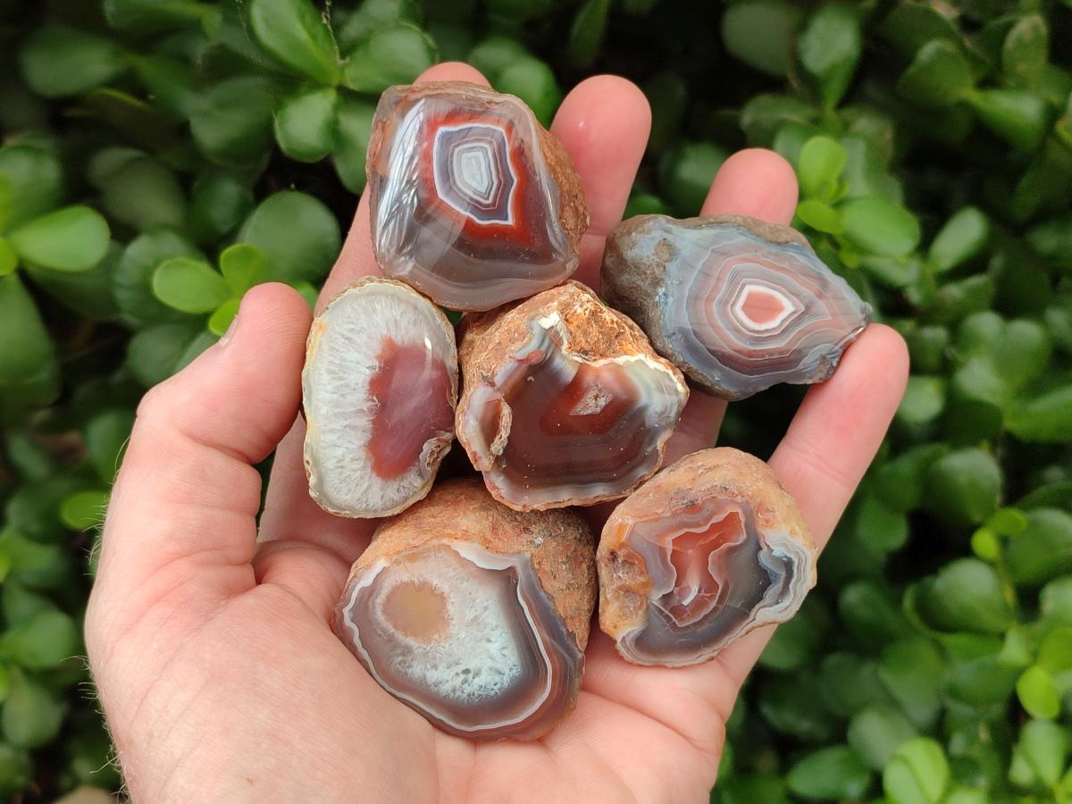 Polished On One Side Red Shashe River Agate Nodules x 70 From Shashe River, Zimbabwe