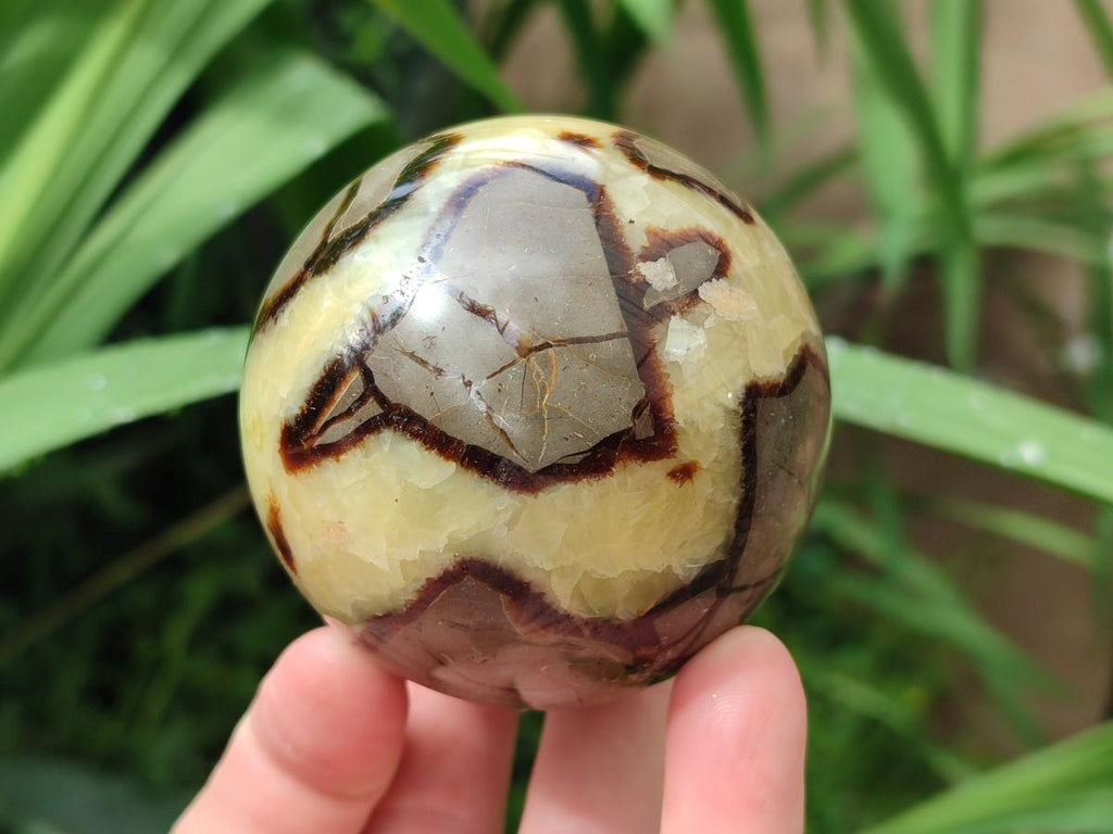 Polished Septerye Spheres x 4 From Mahajanga, Madagascar