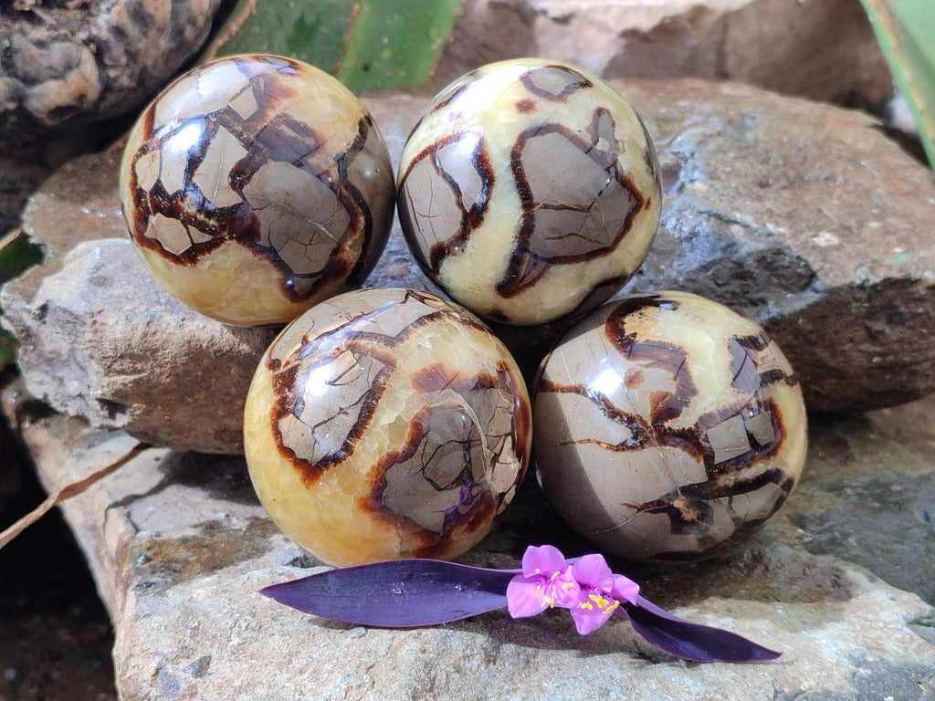 Polished Septerye Spheres x 4 From Mahajanga, Madagascar