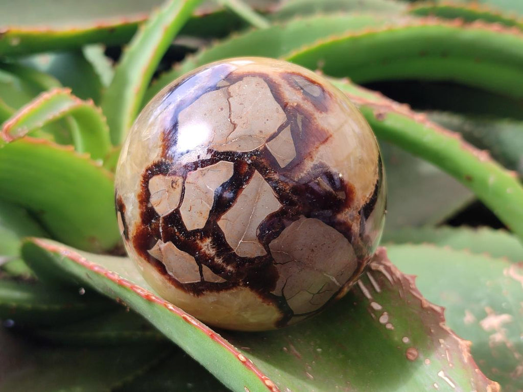 Polished Septerye Spheres x 4 From Mahajanga, Madagascar