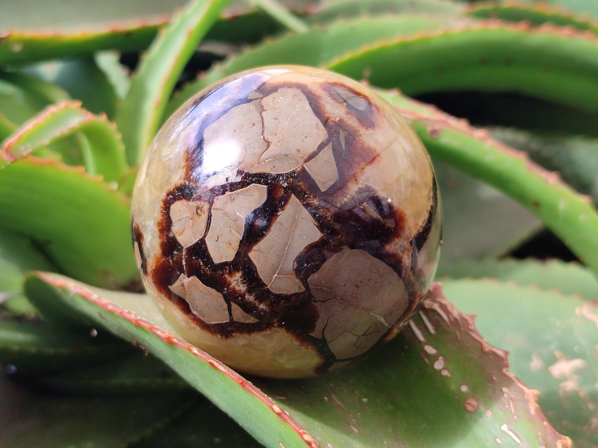 Polished Septerye Spheres x 4 From Mahajanga, Madagascar