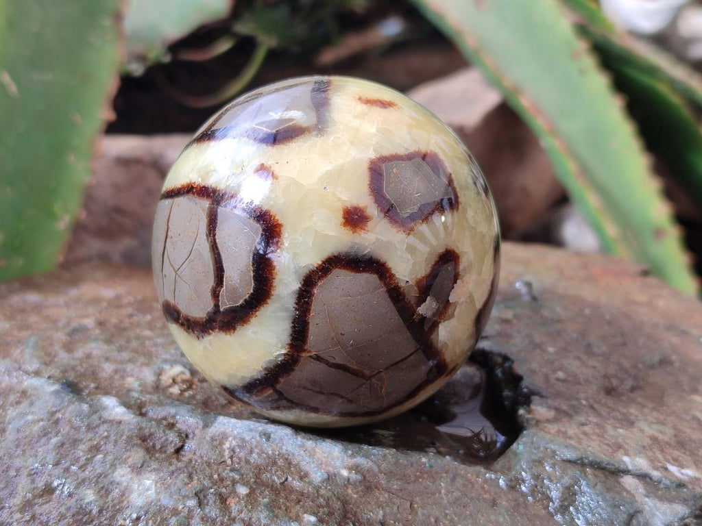 Polished Septerye Spheres x 4 From Mahajanga, Madagascar